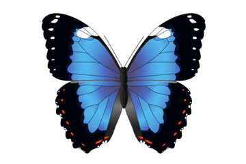 vector realistic butterfly. Cartoon color volume clip art isolated on transparent background. Hand drown design element.