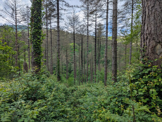 Obraz premium Paisagem arborizada de pinheiros em meio a densa vegetação num dia parcialmente nublado no País Basco francês 