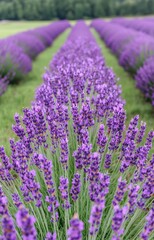 Obraz premium lavender field provence france