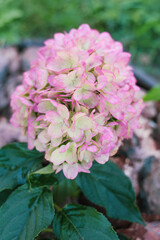 Fototapeta premium Candy Love Hydrangea with Green and Pink Petals