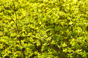 Fototapeta premium Full frame image of dense lime green shrub with young leaves in late spring or early summer, illuminated by sunlight, for nature and garden design themes.