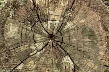 Close up textured detail of a tree stump with growth ring pattern and cracks revealing the passage...