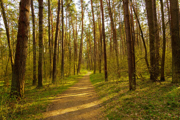 Obraz premium Path leads through a sunlit pine forest. Beautiful nature landscape for tranquil scene concept. Outdoor adventure and exploration backdrop at golden hour.