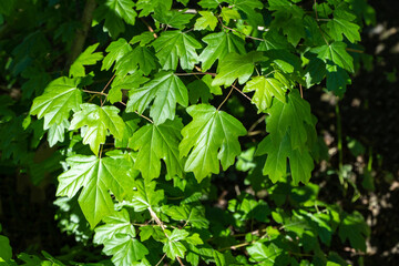 Field maple or Acer Campestre. Lush green foliage with broad, vibrant leaves creating dense, verdant canopy in natural setting.