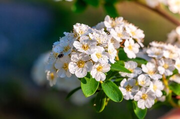A spirea branch displays clusters of petite white flowers with striking yellow centers in spring.