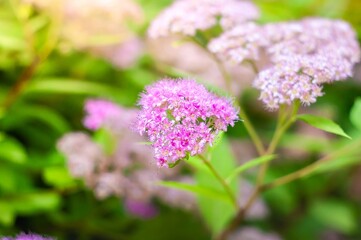 A vibrant Japanese Spirea flower cluster in full bloom, showcasing its bright pink petals and delicate details.