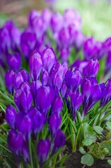 A vibrant display of purple crocuses bursts forth, signaling the arrival of spring in a garden.