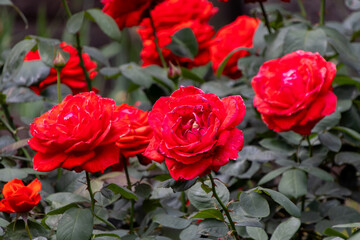 東京散歩　旧古河庭園の満開の薔薇