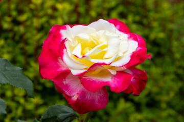 東京散歩　旧古河庭園の満開の薔薇