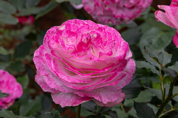 東京散歩　旧古河庭園の満開の薔薇