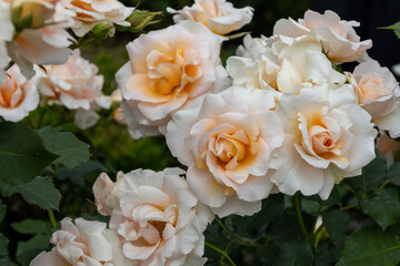 東京散歩　旧古河庭園の満開の薔薇