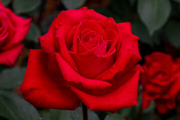 東京散歩　旧古河庭園の満開の薔薇