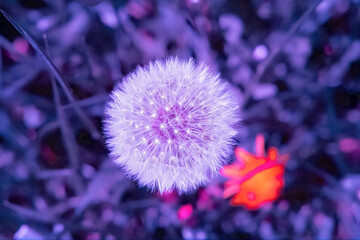 schwarzlicht blume natur planze Löwenzahn