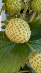 Erdbeeren