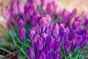 A group of vibrant purple crocus flowers in a garden signify the arrival of spring.