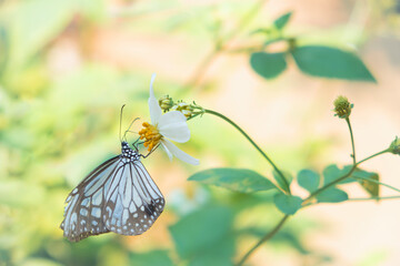 A black-and-white butterfly sips nectar from a white flower with yellow stamens in the garden.