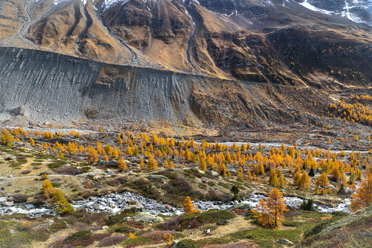 Lateral moraine, which marks the formerly glacier level,  in the valley of Loetschtal in Swiss Aips in golden autumn.