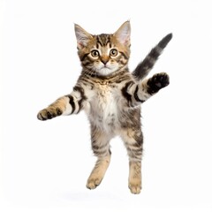 Obraz premium Cute jumping kitten, cat, isolated background.