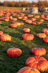 Decorative pumpkins at halloween farm market