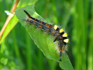 The rusty tussock moth (Orgyia antiqua), also known as vapourer, caterpillar sitting on a half eaten willow leaf