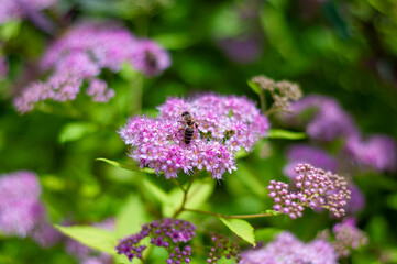 Fototapeta premium Spirea flowers in vivid pink hues, with a bee in focus capturing the essence of natural pollination.