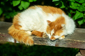 A domestic cat sleeping on a bench.