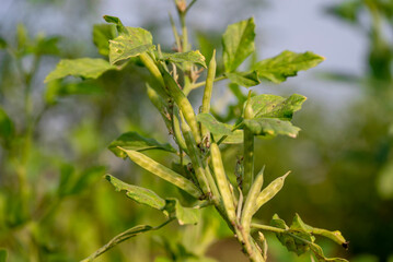 garden fresh indian vegetable green cluster beans or guar beans also known in india as guwar,guvar bean,guar bean on plant in garden
