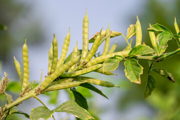 garden fresh indian vegetable green cluster beans or guar beans also known in india as guwar,guvar...