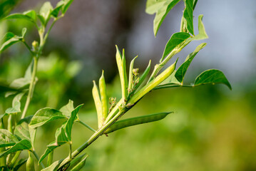 garden fresh indian vegetable green cluster beans or guar beans also known in india as guwar,guvar bean,guar bean on plant in garden