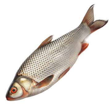 Realistic Silver Rutilus Fish with Scales Detail Isolated on Black Background