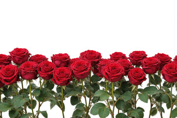 Obraz premium bunch of red roses on a white background