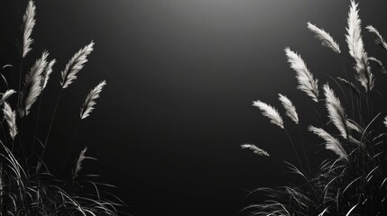 Silver Pampas Grass on Dark Grey Background