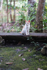 view of house cat playing outside