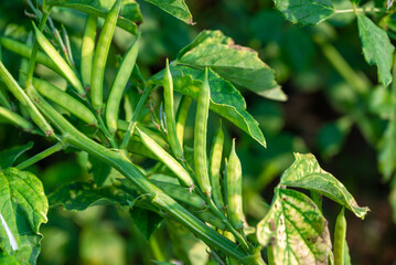 garden fresh indian vegetable green cluster beans or guar beans also known in india as guwar,guvar...