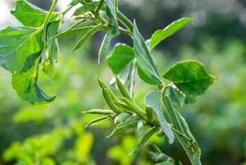 garden fresh indian vegetable green cluster beans or guar beans also known in india as guwar,guvar bean,guar bean on plant in garden