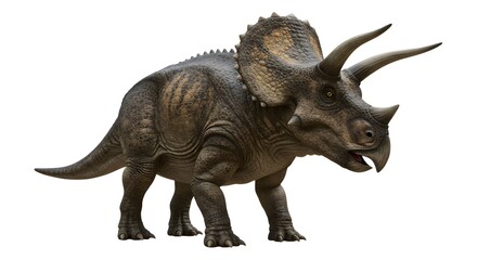 Triceratops set against white isolated background