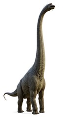 Fototapeta premium Brachiosaurus on white isolated background