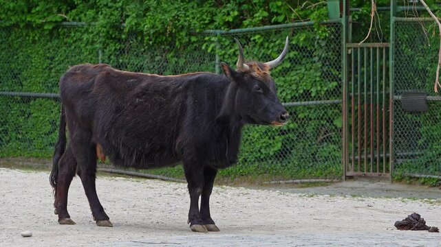 Heck cattle, Bos primigenius taurus, claimed to resemble the extinct aurochs. Domestic highland cattle
