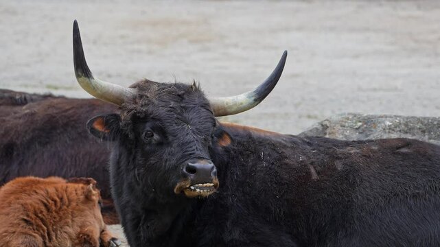 Heck cattle, Bos primigenius taurus, claimed to resemble the extinct aurochs. Domestic highland cattle