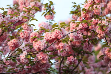 A tree with pink flowers is in full bloom. The flowers are pink and white, and they are scattered throughout the tree. The tree is surrounded by green leaves, and the sky is clear and blue