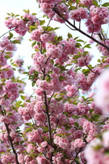 Pink flowers on a tree with green leaves. The flowers are in full bloom and the tree is tall