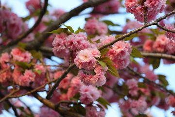 Pink flowers on a tree branch. The flowers are pink and the sky is blue. The flowers are blooming and the sky is clear