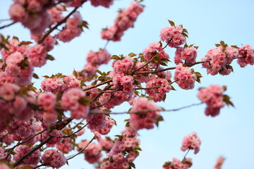 Pink flowers on a tree branch. The flowers are pink and the sky is blue. Concept of beauty and tranquility
