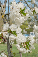 Prunus avium Plena gefüllt blühende Vogelkirsche Detail Blüte
