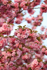 A tree is covered in pink flowers and green leaves. The flowers are in full bloom, creating a beautiful and vibrant scene. The leaves are also green, adding to the overall natural