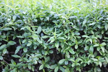 A bush with green leaves is shown in the image. The leaves are small and green, and the bush is full of them. The image has a peaceful and calming mood, as the leaves are spread out