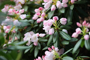 A bunch of pink flowers with green leaves. The flowers are in full bloom and are very pretty