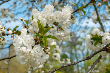 Prunus avium Plena gefüllt blühende Vogelkirsche Detail Blüte
