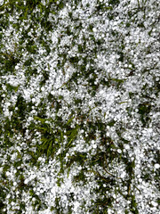 Hail that fell on the green grass in summer. Vertical orientation. Top view.