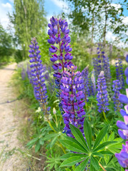 Obraz premium Purple lupines (Lupinus polyphyllus) blooming outside the city in summer.